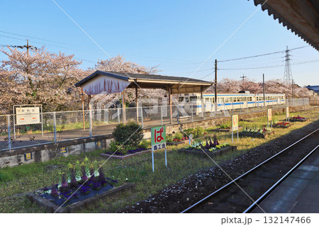 桜咲く福岡県田川郡のJR九州日田彦山線香春駅と列車 132147466