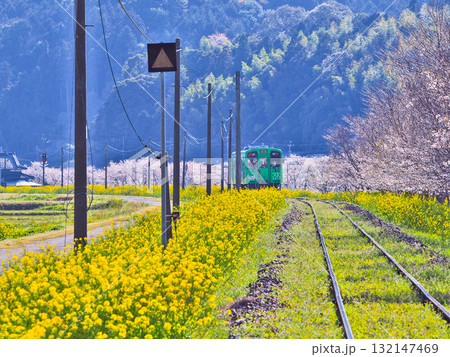 田園地帯を走る平成筑豊鉄道の車両なのはな号と桜並木 132147469