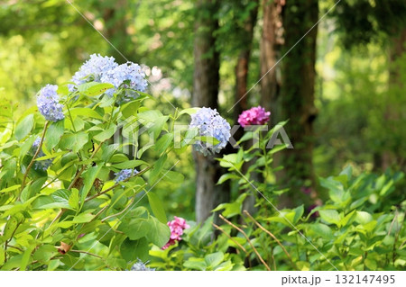 アジサイの花 アジサイの花 132147495