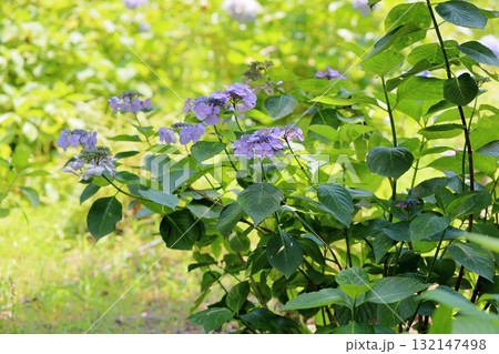 爽やか アジサイの花 爽やか アジサイの花 132147498
