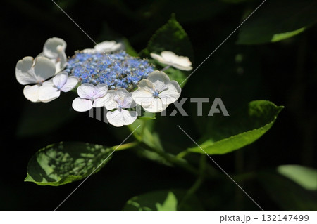 爽やか　アジサイの花 132147499