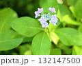 爽やか　アジサイの花 132147500