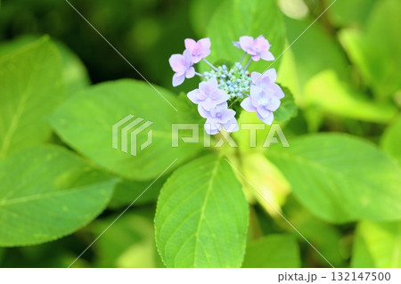 爽やか アジサイの花 爽やか アジサイの花 132147500