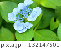 可愛い　アジサイの花 132147501