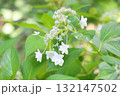 ガクアジサイの花　墨田の花火 132147502
