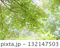 爽やか　青モミジの葉 132147503
