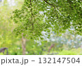 爽やか　青モミジの葉 132147504