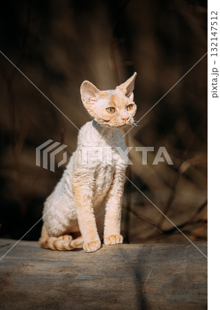Sweet Devon Rex Cat Funny Curious Young White Devon Rex Kitten In Autumn Forest. . Short-haired Cat Of English Breed. Very Small Lovely Pets Lovely Cats. Happy Pets Concept 132147512