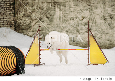 Funny Young Black Giant Schnauzer Or Riesenschnauzer Dog Training Outside At Winter Season. Dog Jumping Through barrier In Snow During Agility Dog Training At Winter Season. Funny Young Black Giant Schnauzer Or Riesenschnauzer Dog Training Outside At Winter Season. Dog Jumping Through barrier In Snow During Agility Dog Training At Winter Season. 132147516