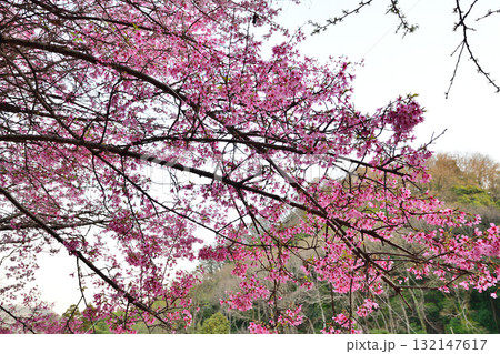 桜の花の咲くころ　里山里地　東秩父村 132147617