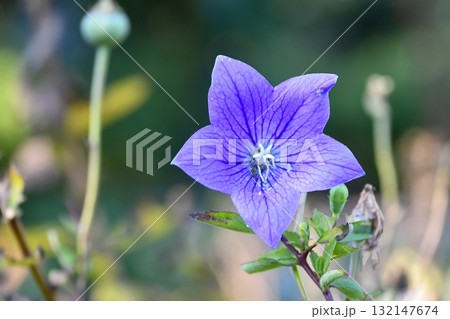 キキョウ Chinese bellflower キキョウ Chinese bellflower 132147674