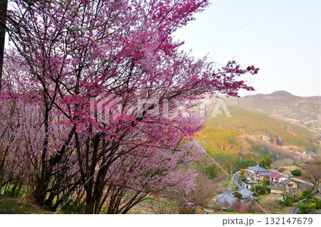 桜の花の咲くころ 里山里地 東秩父村 桜の花の咲くころ 里山里地 東秩父村 132147679