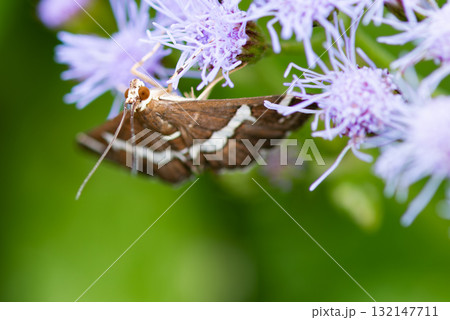 ユーパトリウムの花にとまるシロオビノメイガ 132147711
