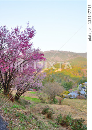 桜の花の咲くころ 里山里地 斜面に建つ集落 東秩父村 桜の花の咲くころ 里山里地 斜面に建つ集落 東秩父村 132147718