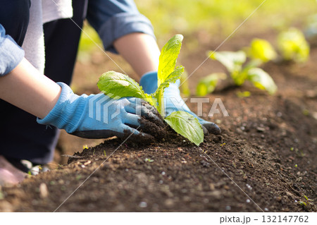 畑に野菜の苗を植える若い女性 132147762
