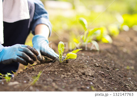 畑に野菜の苗を植える若い女性 畑に野菜の苗を植える若い女性 132147763