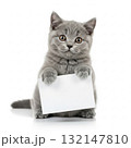 Gray kitten with bright eyes holding a blank white card. The kitten sits upright on a reflective white surface 132147810