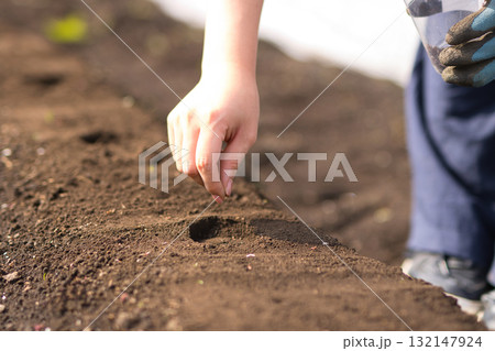 畑に野菜の種を蒔く若い女性 畑に野菜の種を蒔く若い女性 132147924