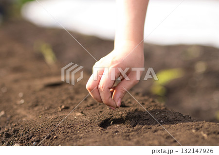 畑に野菜の種を蒔く若い女性 畑に野菜の種を蒔く若い女性 132147926