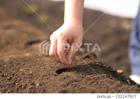 畑に野菜の種を蒔く若い女性 132147927
