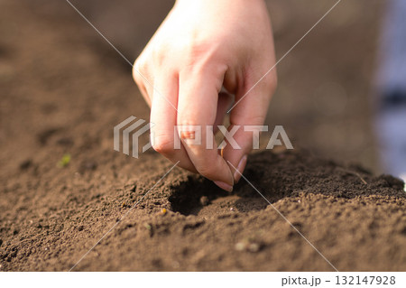 畑に野菜の種を蒔く若い女性 132147928