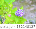 アジサイの花　花摘む里 132148127