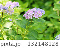 可愛い　アジサイの花 132148128