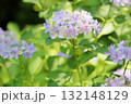 可愛い　アジサイの花 132148129