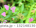 可愛い　シモツケソウの花 132148130