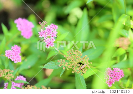 可愛い　シモツケソウの花 132148130