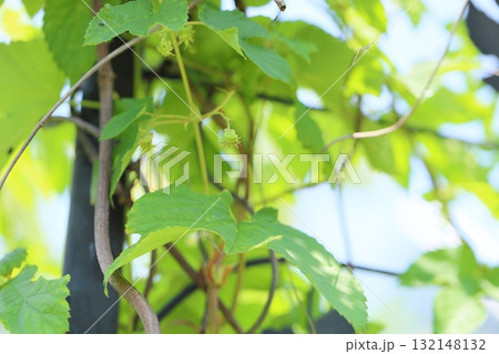 ホップの実 132148132