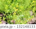 秋の七草　オミナエシの花 132148133