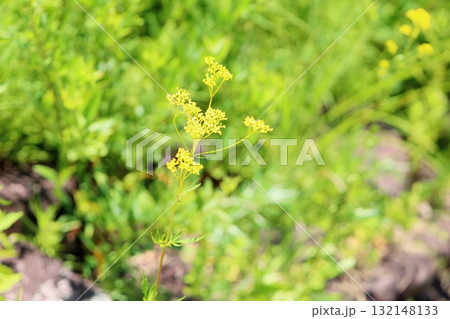 秋の七草　オミナエシの花 132148133