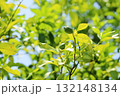 青いレモンの実 132148134