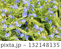 エキウム　ブルガレの花 132148135