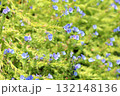 エキウム　ブルガレの花 132148136