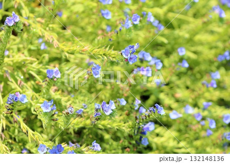 エキウム　ブルガレの花 132148136