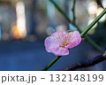 朝日を浴びて幻想的に浮かび上がり生き生きとしているピンク色の梅の花 132148199