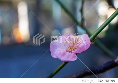 朝日を浴びて幻想的に浮かび上がり生き生きとしているピンク色の梅の花 132148199