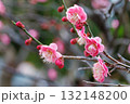春の訪れを告げる梅の花 132148200