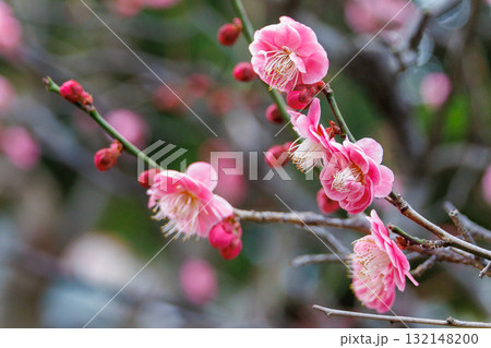 春の訪れを告げる梅の花 132148200