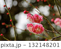 咲き始めた紅梅 132148201