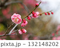 春の訪れを告げる梅の花 132148202