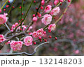 春の訪れを告げる梅の花 132148203