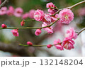 春の訪れを告げる梅の花 132148204