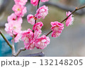 春の訪れを告げる梅の花 132148205