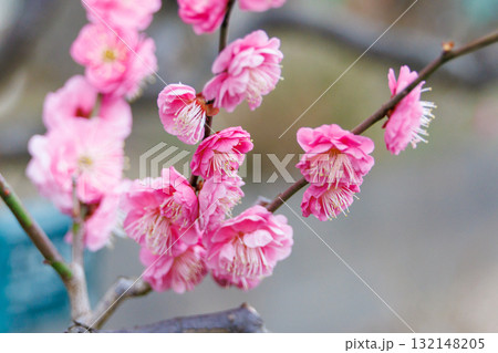 春の訪れを告げる梅の花 132148205