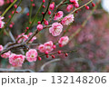 ピンク色の可愛い梅の花 132148206