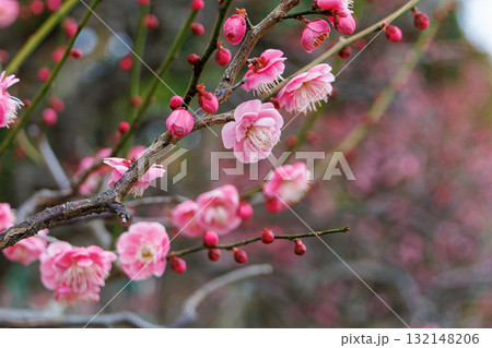 ピンク色の可愛い梅の花 132148206