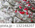 春の訪れを告げる梅の花 132148207